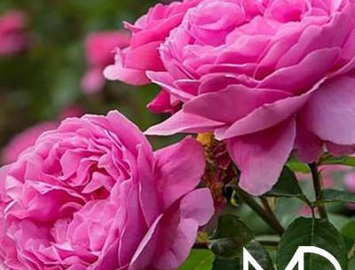 عکس بهترین گل رز دنیا