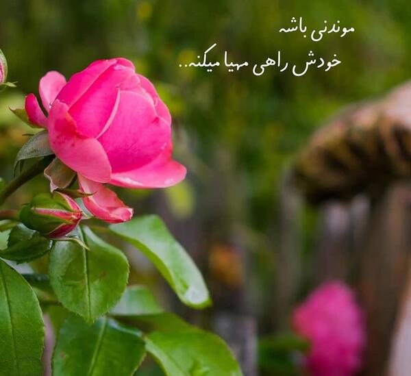 بهترین عکس برای شاد
