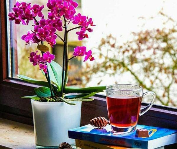 عکس بهترین چای