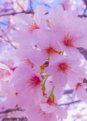 بهترین عکس گل برای صفحه گوشی