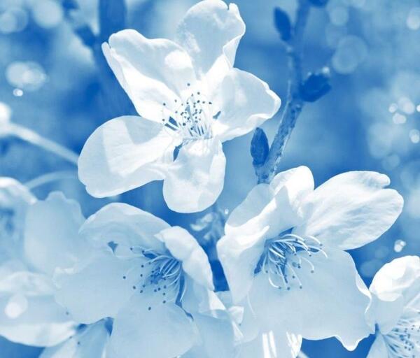 بهترین عکس گل برای صفحه گوشی