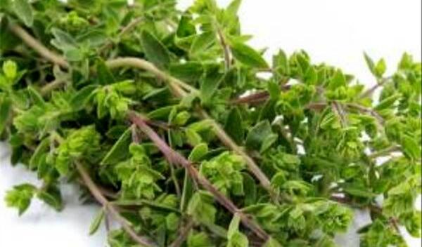 عکس مرزنجوش خشک