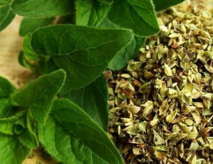 عکس مرزنجوش خشک شده