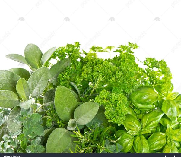 عکس گل مرزنجوش