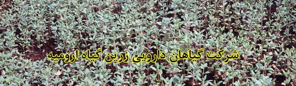 عکس گل مرزنجوش