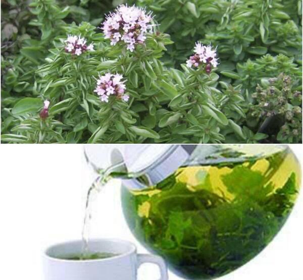 عکس گل مرزنجوش