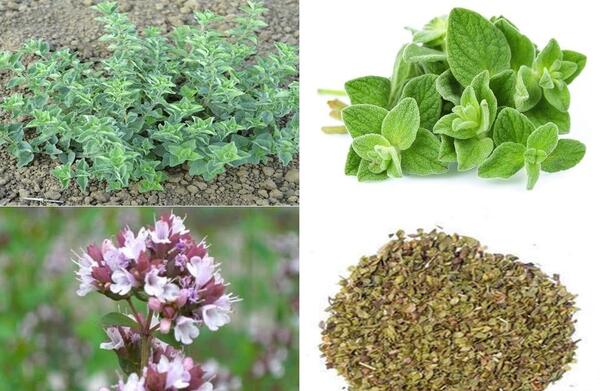 عکس بوته مرزنجوش