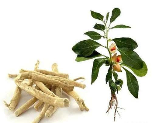 عکس بوته مرزنجوش