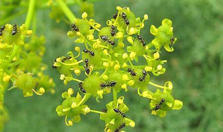 عکس بوته مرزنجوش