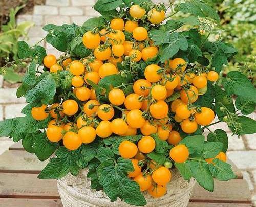 عکس بوته مرزنجوش