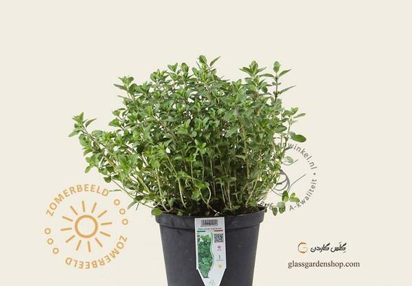 عکس بوته مرزنجوش