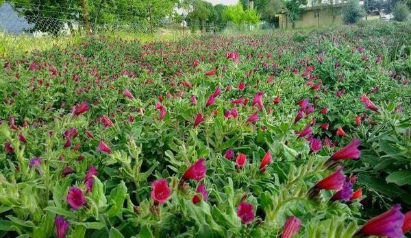 عکس بوته مرزنجوش