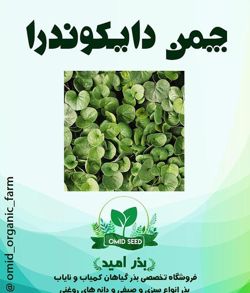 عکس بوته مرزنجوش