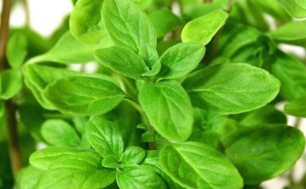عکس بوته مرزنجوش