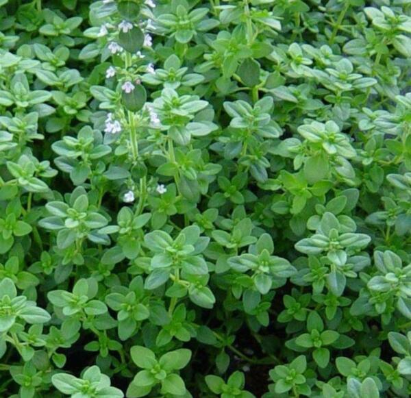 عکس بوته مرزنجوش