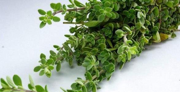 عکس سبزی مرزنجوش
