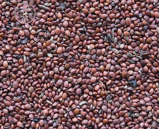 عکس سبزی مرزنجوش