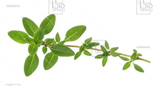 عکس سبزی مرزنجوش