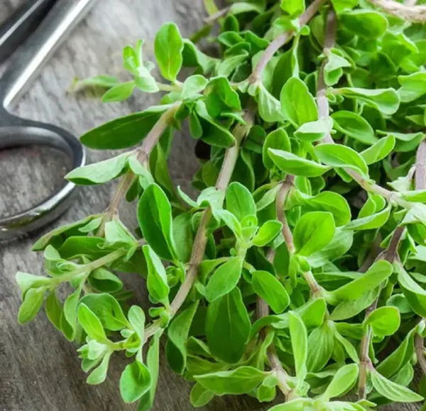عکس سبزی مرزنجوش