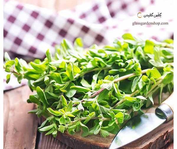 عکس سبزی مرزنجوش