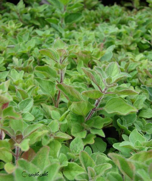 عکس سبزی مرزنجوش