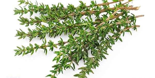 عکس سبزی مرزنجوش