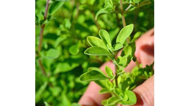 عکس سبزی مرزنجوش