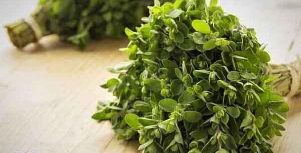 عکس گیاه مرزنجوش خشک شده