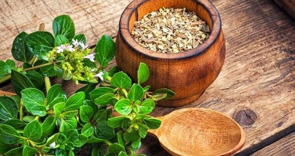 عکس گیاه مرزنجوش خشک شده