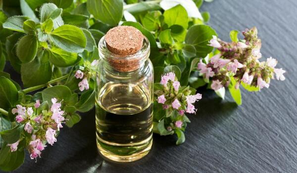 عکس گیاه مرزنجوش خشک شده
