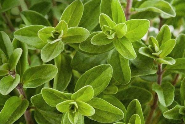 عکس گیاه مرزنجوش کوهی