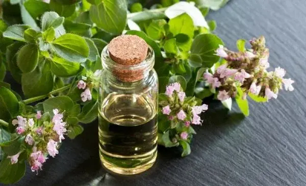 عکس از گیاه مرزنجوش