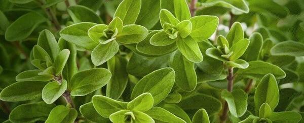 عکس از گیاه مرزنجوش
