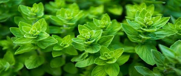 عکس از گیاه مرزنجوش