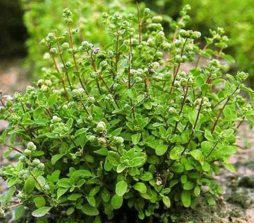 عکس از گیاه مرزنجوش