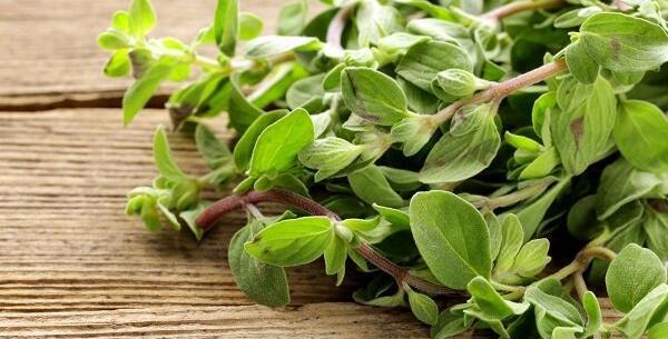 عکس از گیاه مرزنجوش