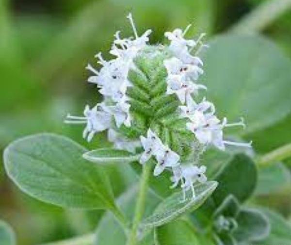 عکس از گیاه مرزنجوش