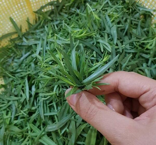 عکس مرزه و ترخون