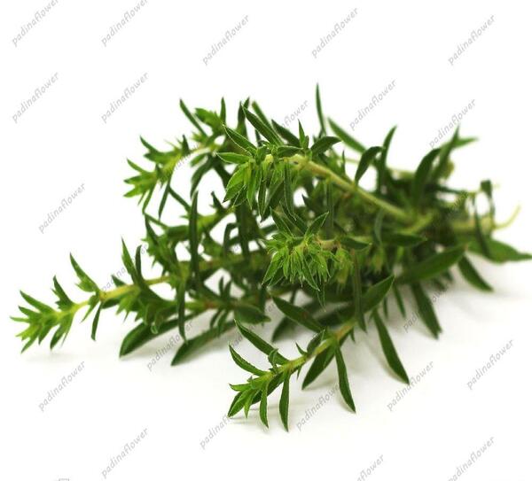 عکس مرزه و ترخون