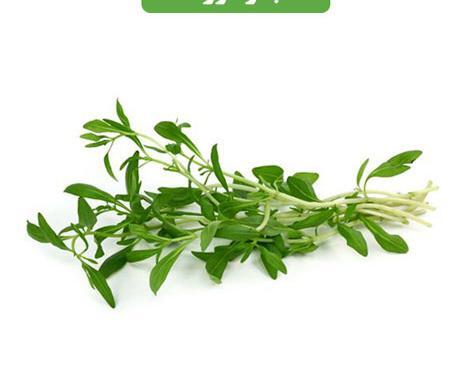 عکس مرزه و ترخون