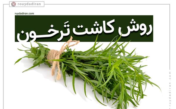 عکس مرزه و ترخون