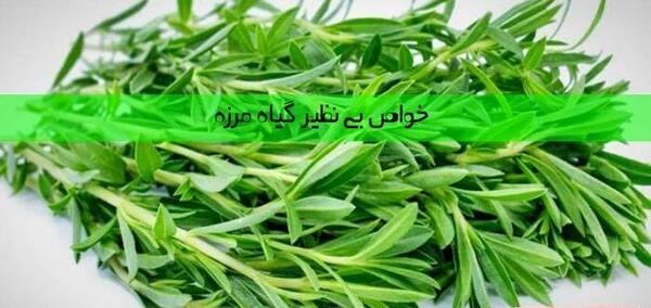 عکس مرزه سبزی