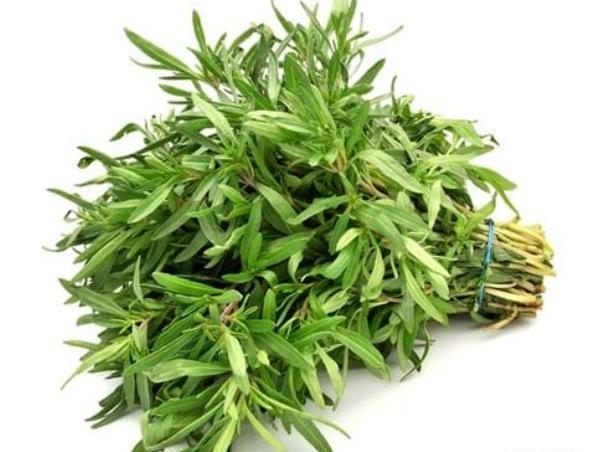 عکس مرزه سبزی
