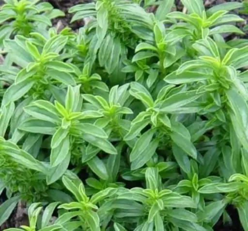عکس مرزه سبزی