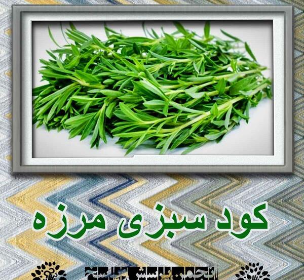 عکس مرزه سبزی
