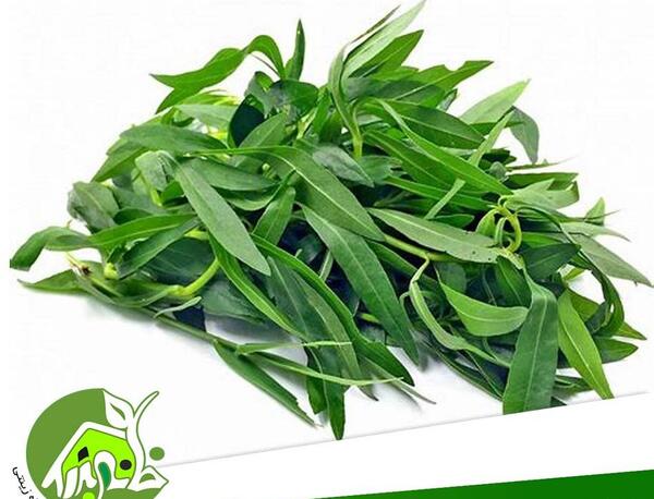 عکس مرزه سبزی