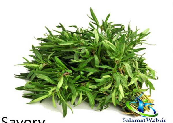 عکس مرزه سبزی