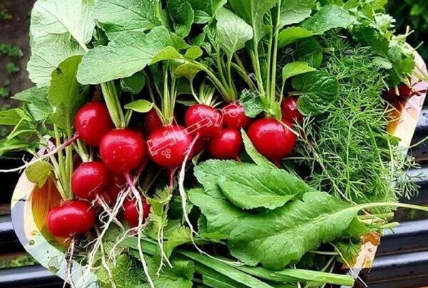 عکس مرزه سبزی