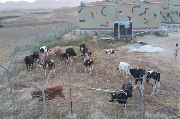 عکس قصرشیرین مرز خسروی