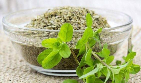 عکس مرزنجوش کوهی